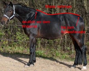 Read more about the article Fliegendecke für Shettys und kleine Ponies