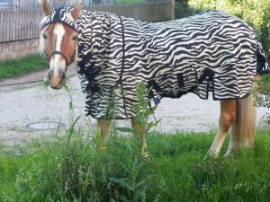 Fliegendecke Zebra für Hannoveraner