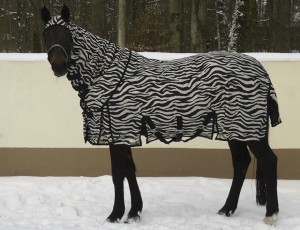 You are currently viewing Pferdedecke Zebramuster senkrecht oder waagrecht gestreift
