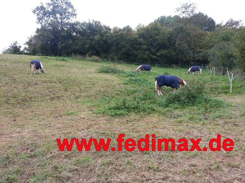 Übergangsdecke für Pferd in Herdenhaltung