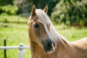 Read more about the article Regendecke für Reinzucht Haflinger