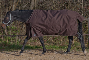 Read more about the article Regendecke für edles Warmblut in Boxenhaltung mit Weidegang