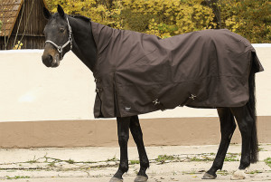 Read more about the article Sommer Regendecke mit Halsteil schützt das Pferd auf der Weide