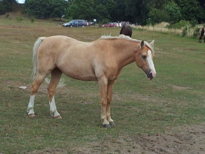 Read more about the article Ekzemerdecken für Welsh Pony