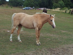 Read more about the article Übergangsdecke für breiten Haflinger im Offenstall