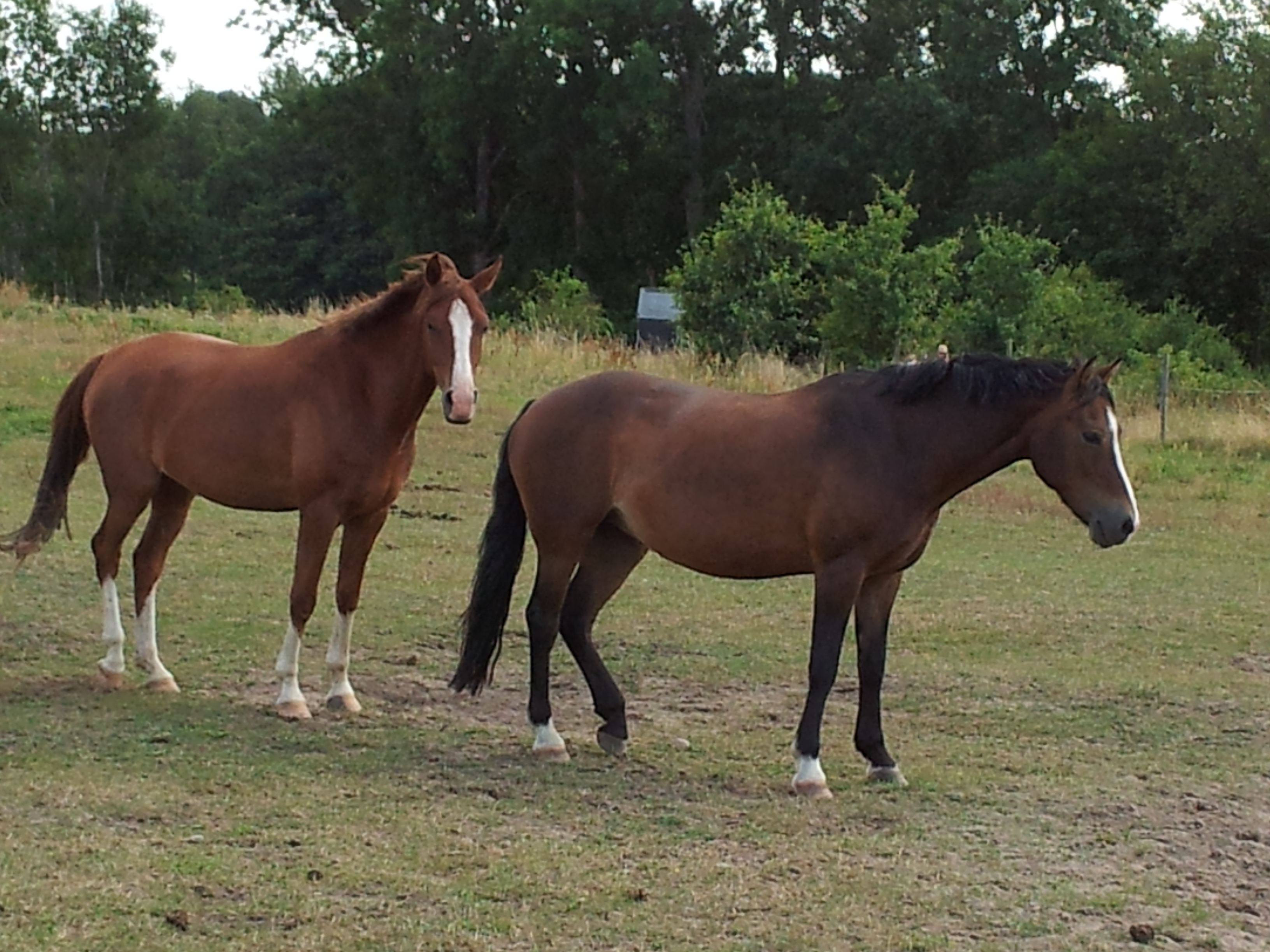 You are currently viewing Kombidecke für Quarter Horse