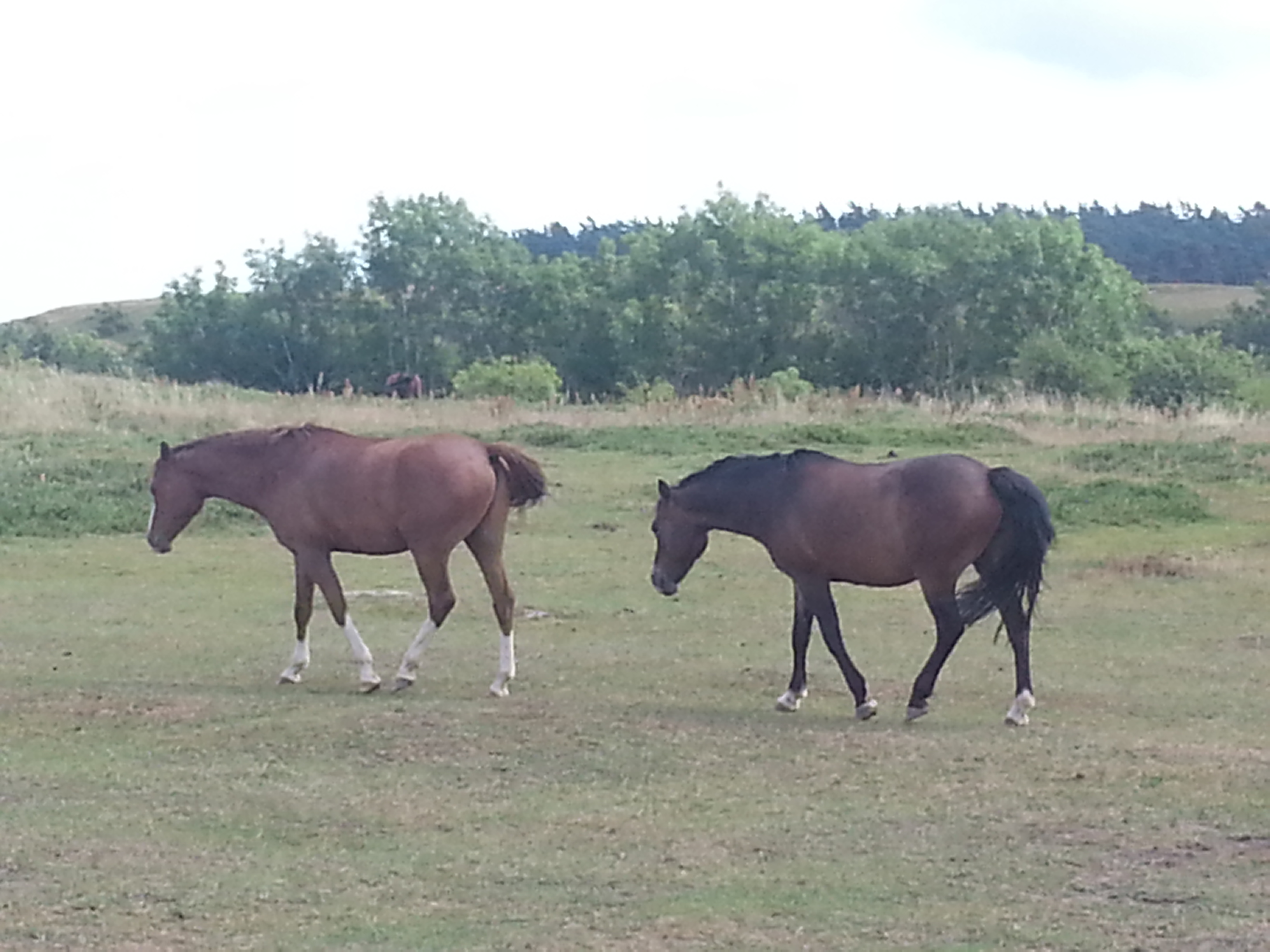 Read more about the article Ekzemerdecke 125 cm für Welsh-Cob Mix