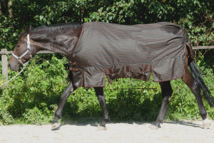 Read more about the article Regendecke mit Abschwitzfunktion für Quarter Horse